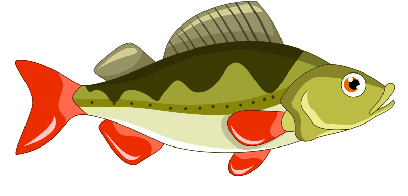 Окунь рисунок