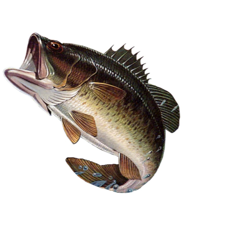 Рыба на прозрачном фоне