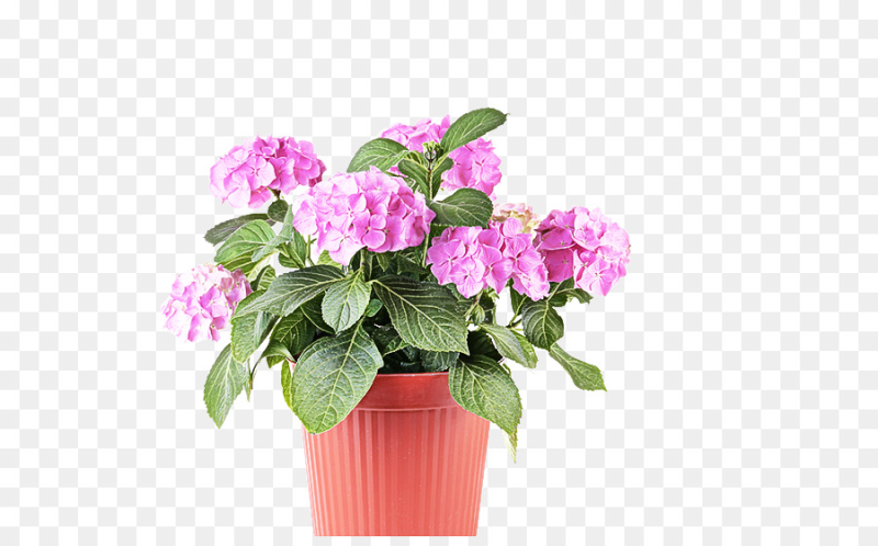 Бальзамин silhouette Pink