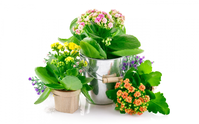 Каланхоэ Цветущий