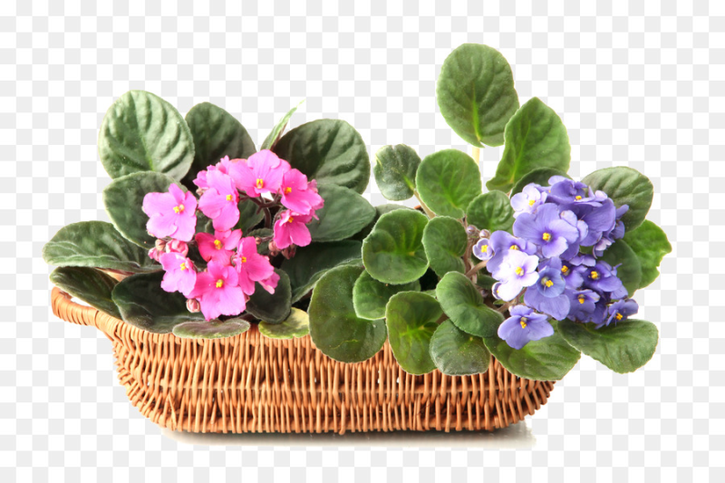 Узамбарская фиалка синяя