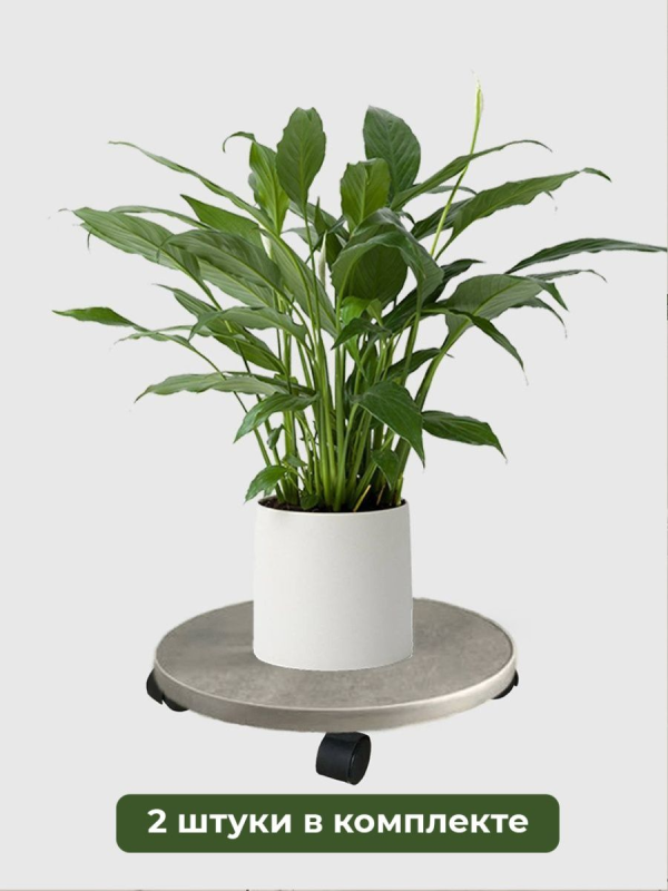 Цветок в белом горшке