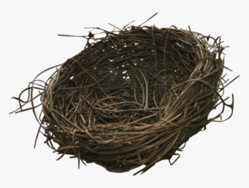 Гнездо на прозрачном фоне
