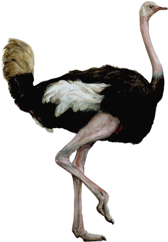 Африканский страус на белом фоне