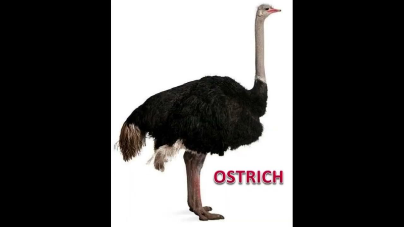 Страус нанду