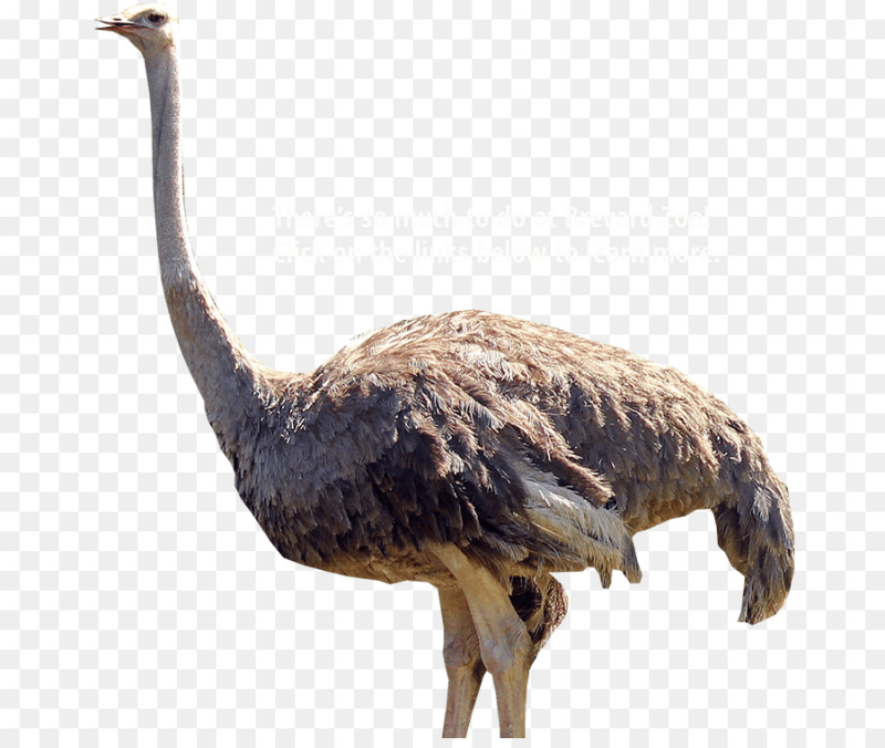 Белый страус