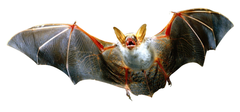 Летучая мышь