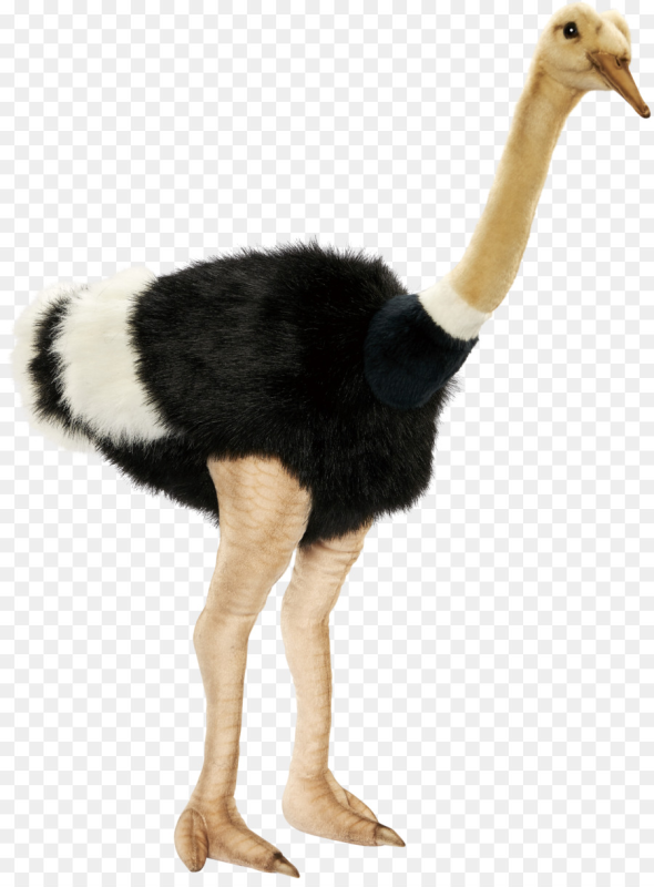 Шея страуса