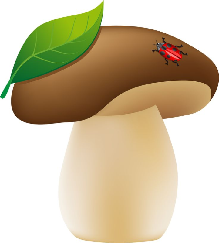 «Грибы для белки» (Комарова, с.36)