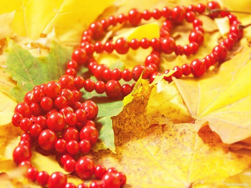 Рябиновые бусы