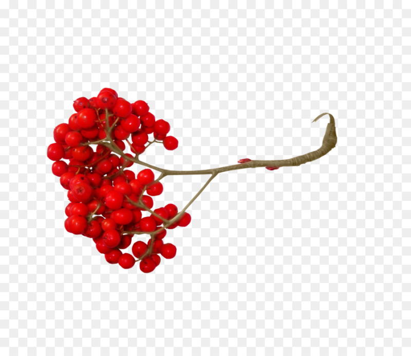 Рябина на белом фоне