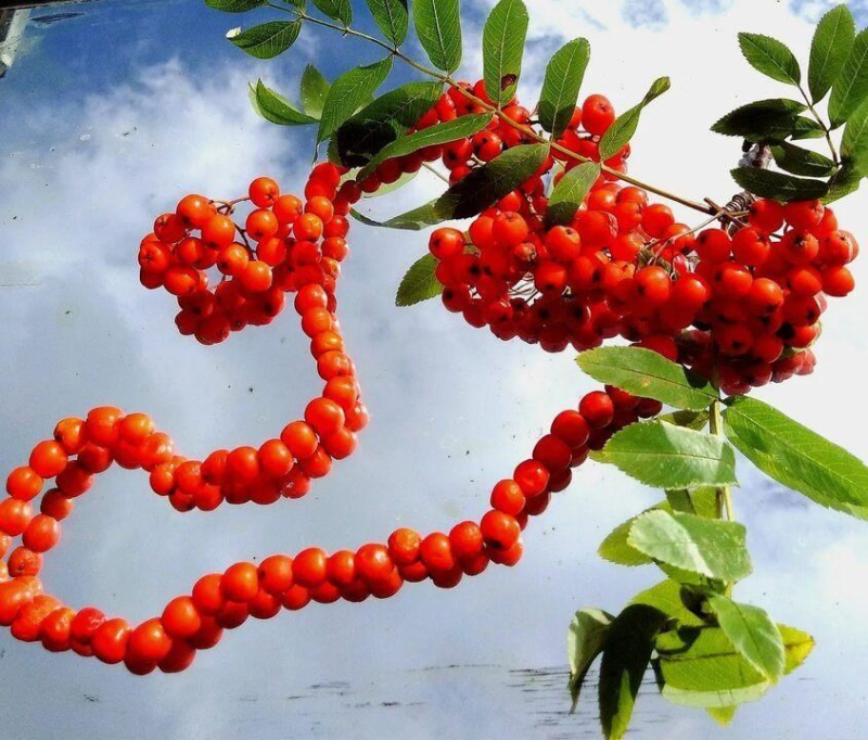 Рябины гроздья Алые