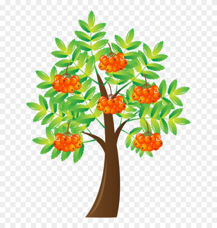 Рябина для детей