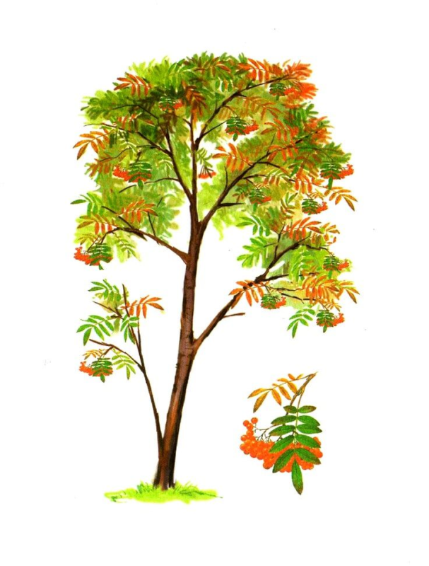 Рябина дерево для детей