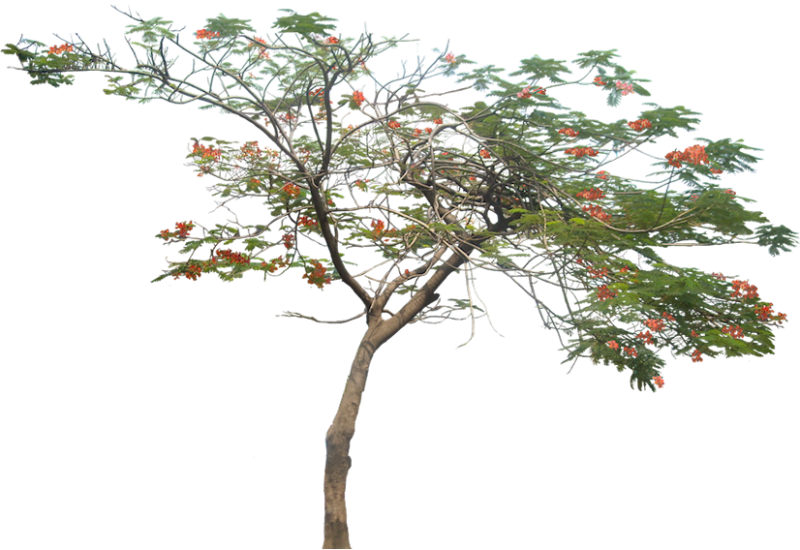 Делоникс Регия