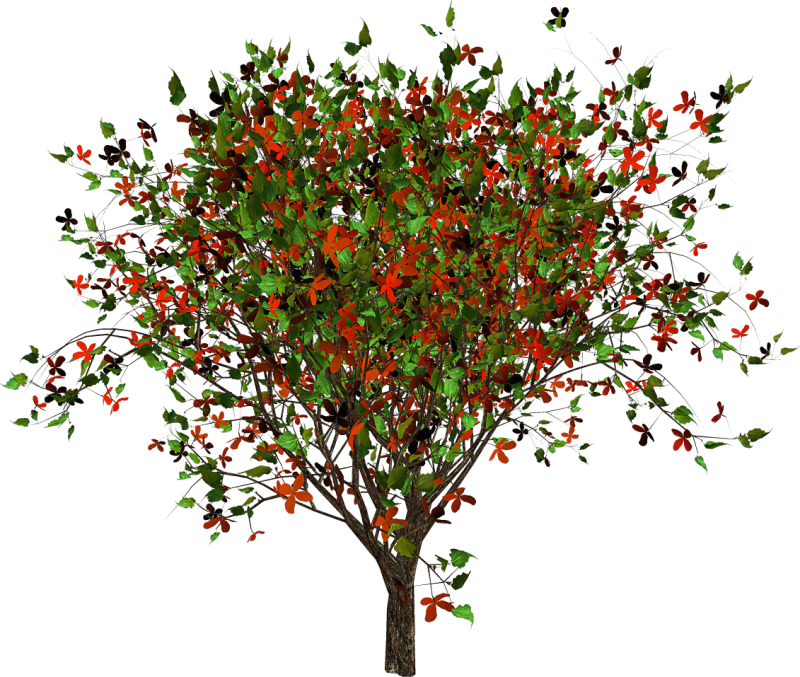 Боярышник кроваво-красный на белом фоне