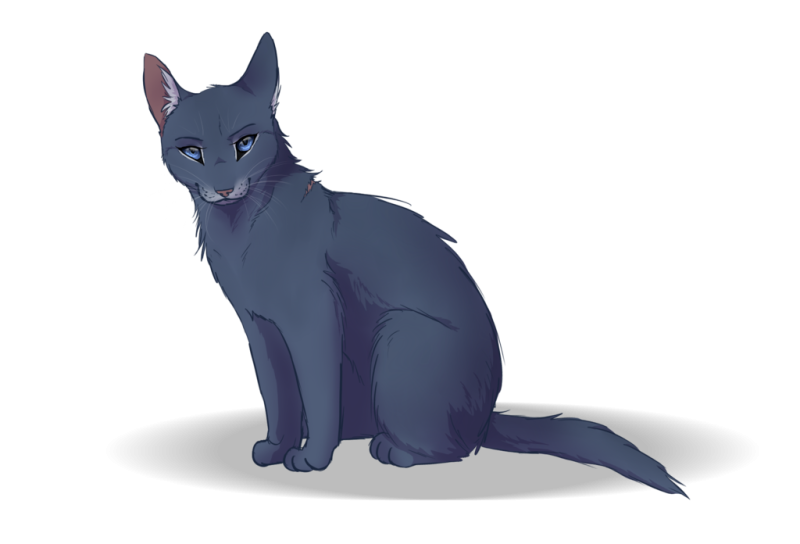 Коты Воители синяя звезда