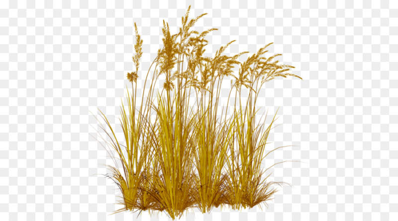 Трава на прозрачном фоне