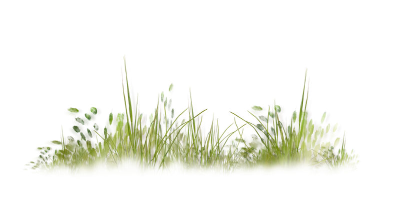 Акварельная трава без фона