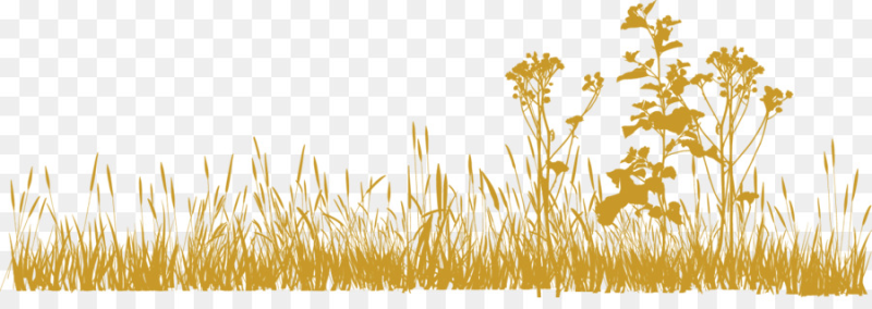 Сухая желтая трава на прозрачном фоне