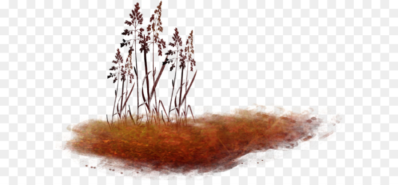 Сухая трава на белом фоне