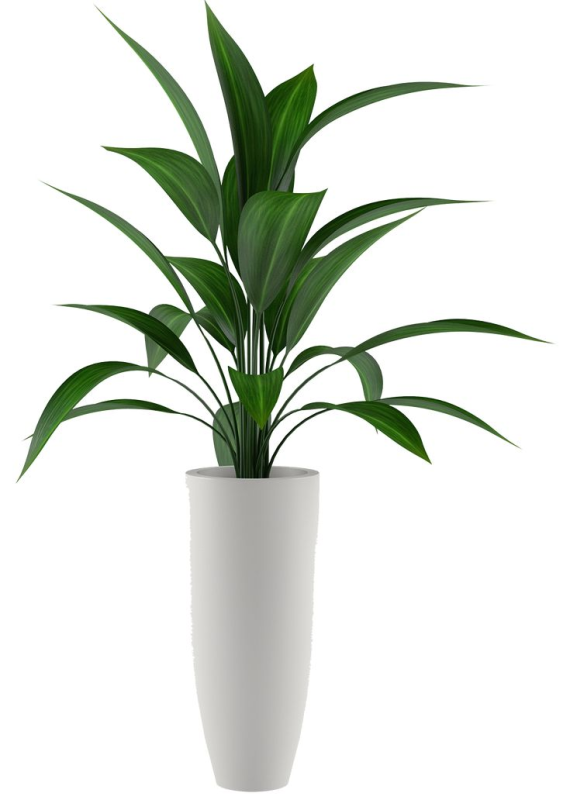 Комнатные цветы в горшках