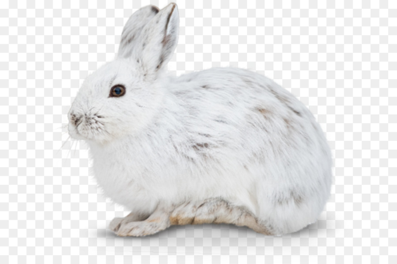 Белый заяц на белом фоне