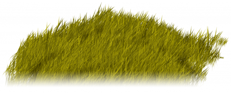 Трава на прозрачном фоне
