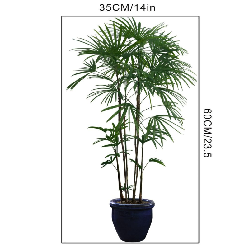 Ховея Форстериана