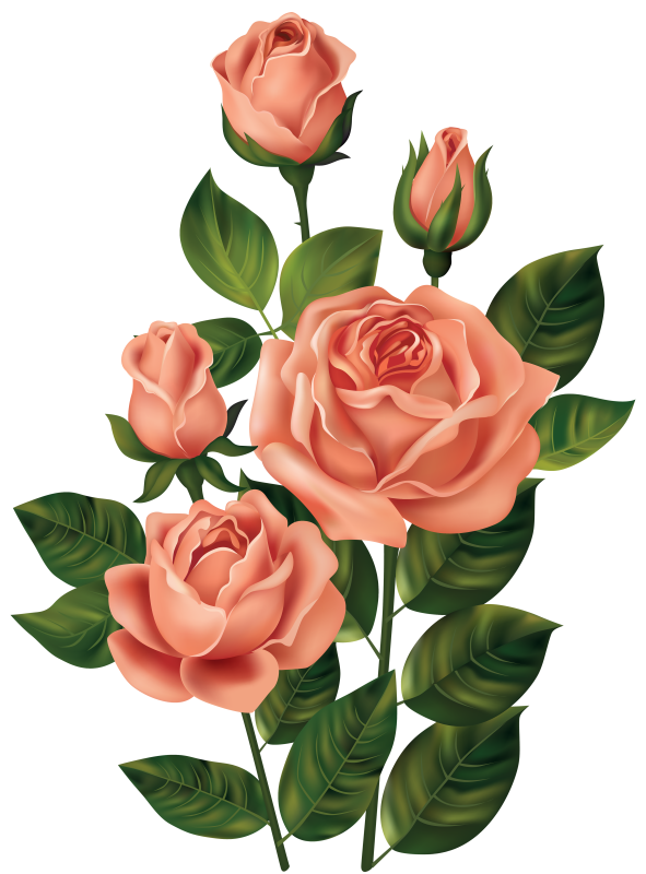 Цветы без фона