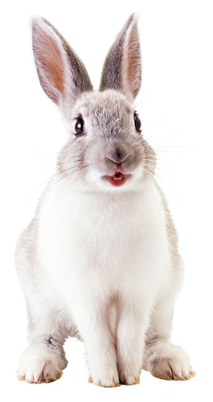 Кролик на белом фоне