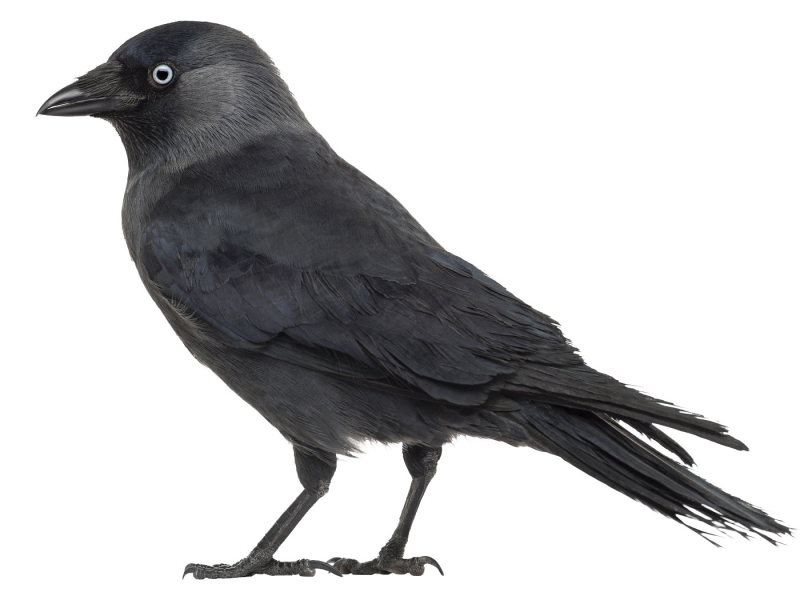 Галка птица