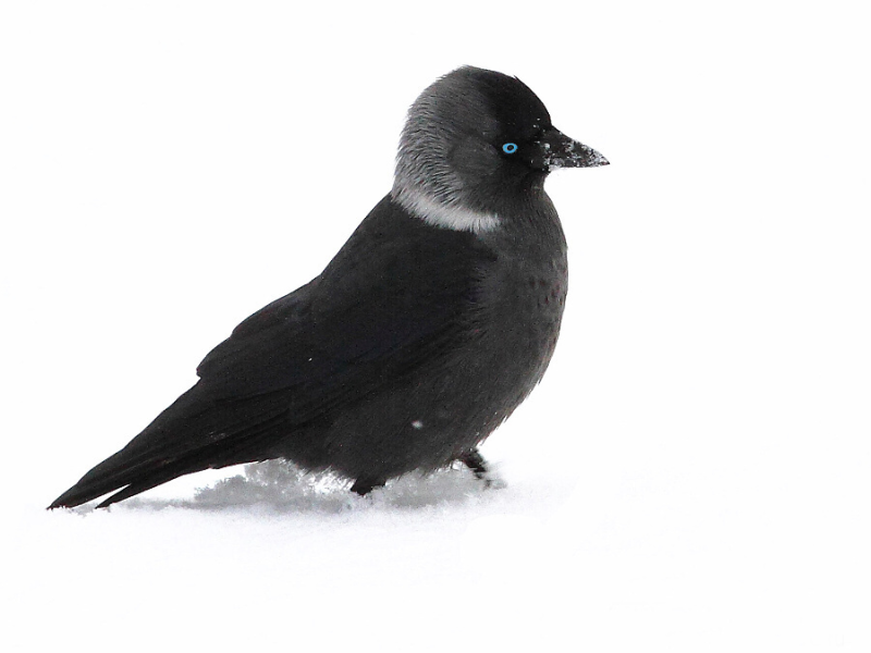 Птица Галка на белом фоне