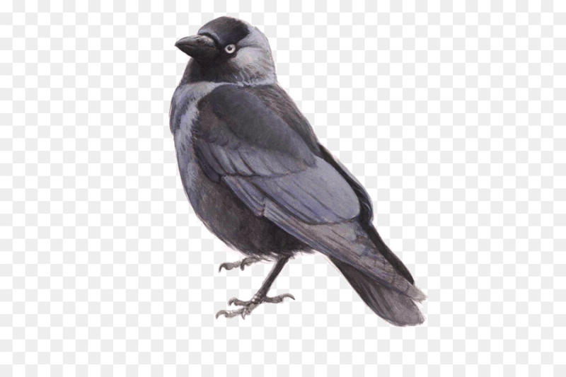 Галка для детей