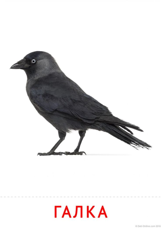 Птица Галка на прозрачном фоне