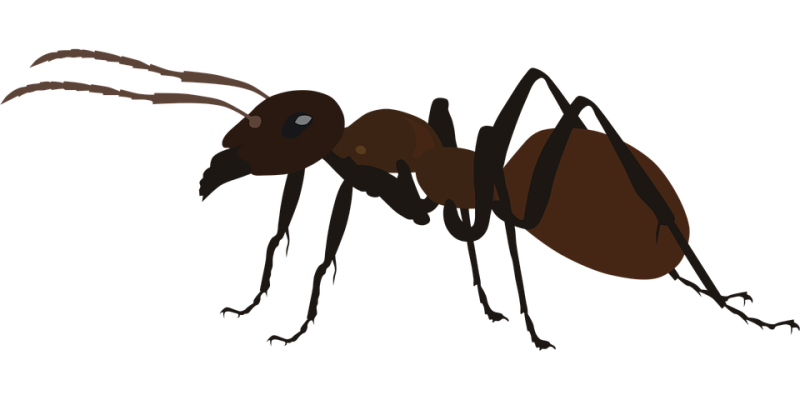 Муравей для детей