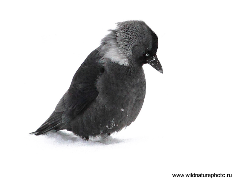 Галка на белом фоне