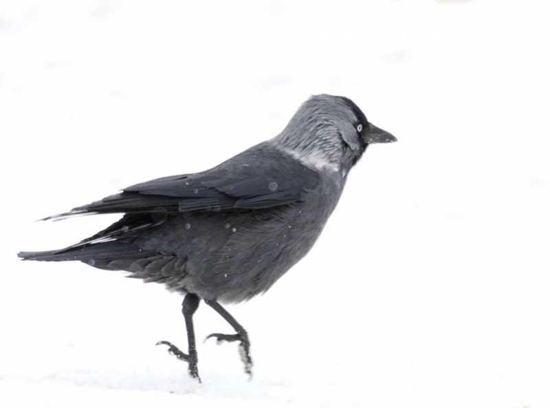 Галка птица