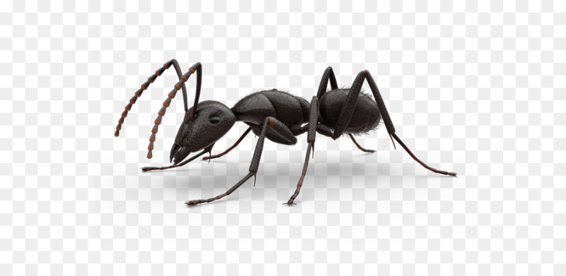 Насекомые без фона