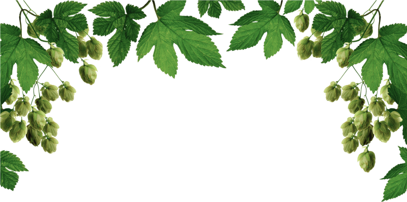 Хмель Лиана