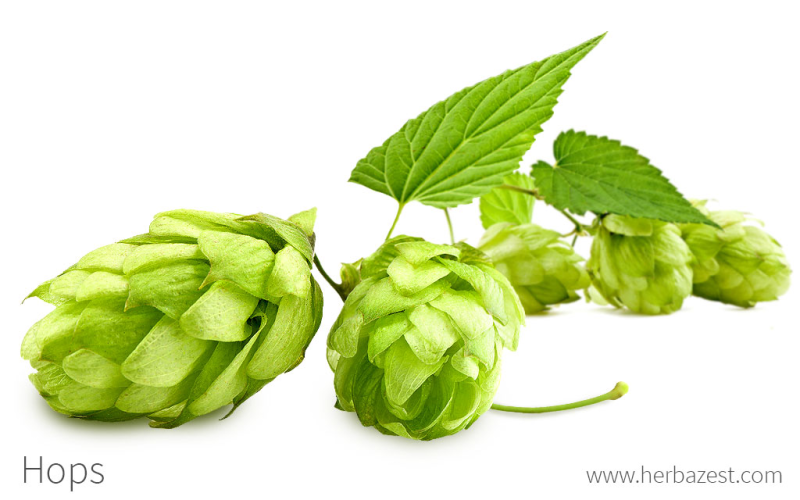 Хмель шишки