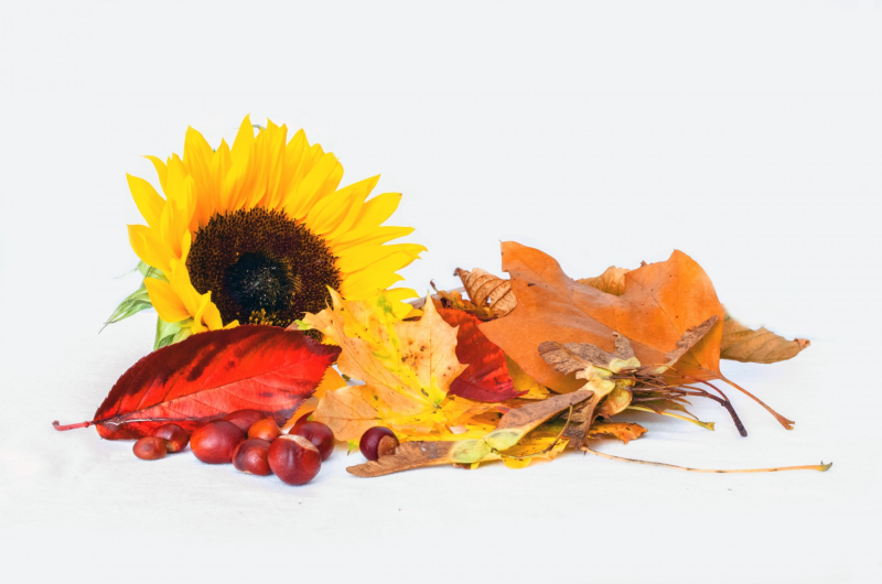 Фон осени натюрморт
