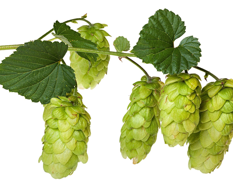 Соплодия хмеля обыкновенного