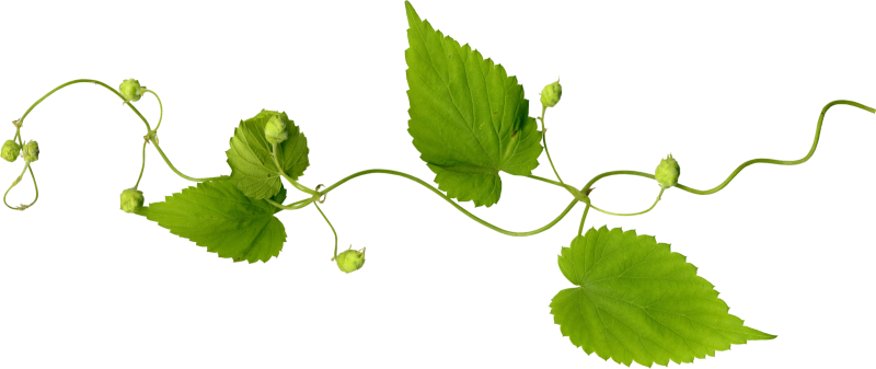Хмель клипарт