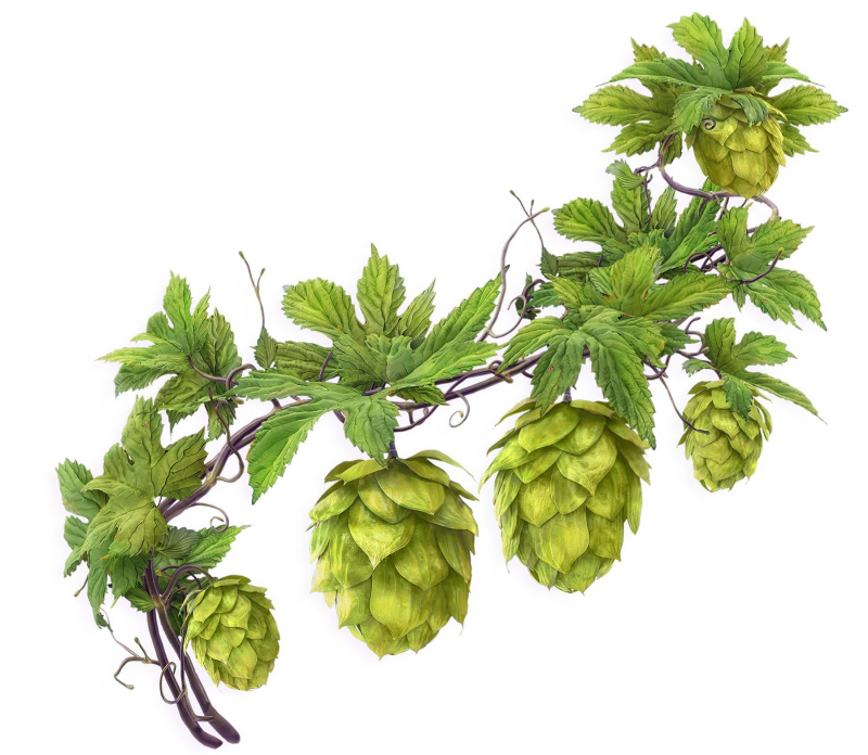 Соплодия хмеля обыкновенного