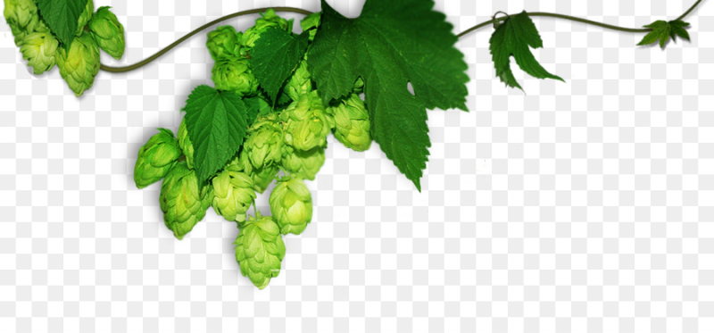 Хмель на прозрачном фоне