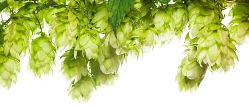 Листья хмеля