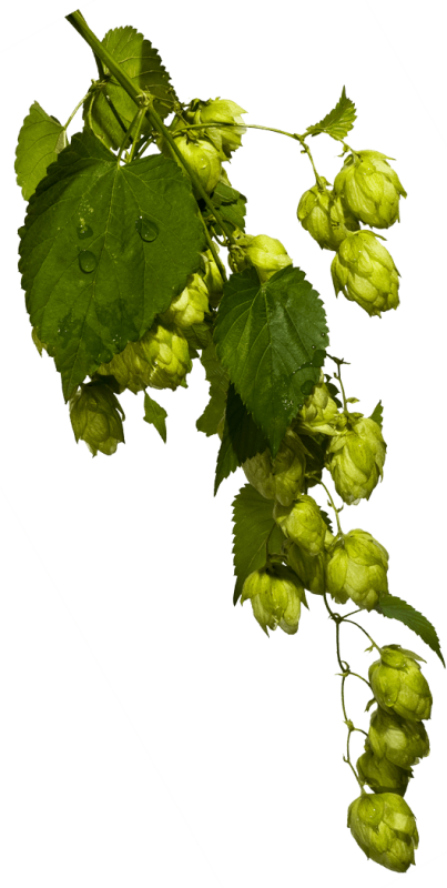 Лист хмеля вектор