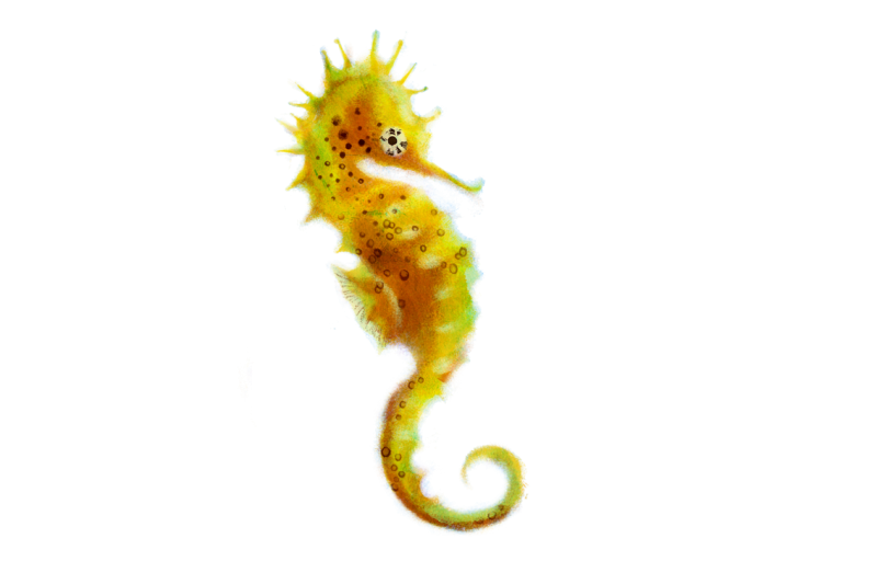 Морской конек на белом фоне
