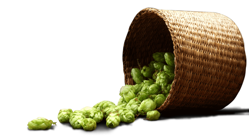 Хмель клипарт